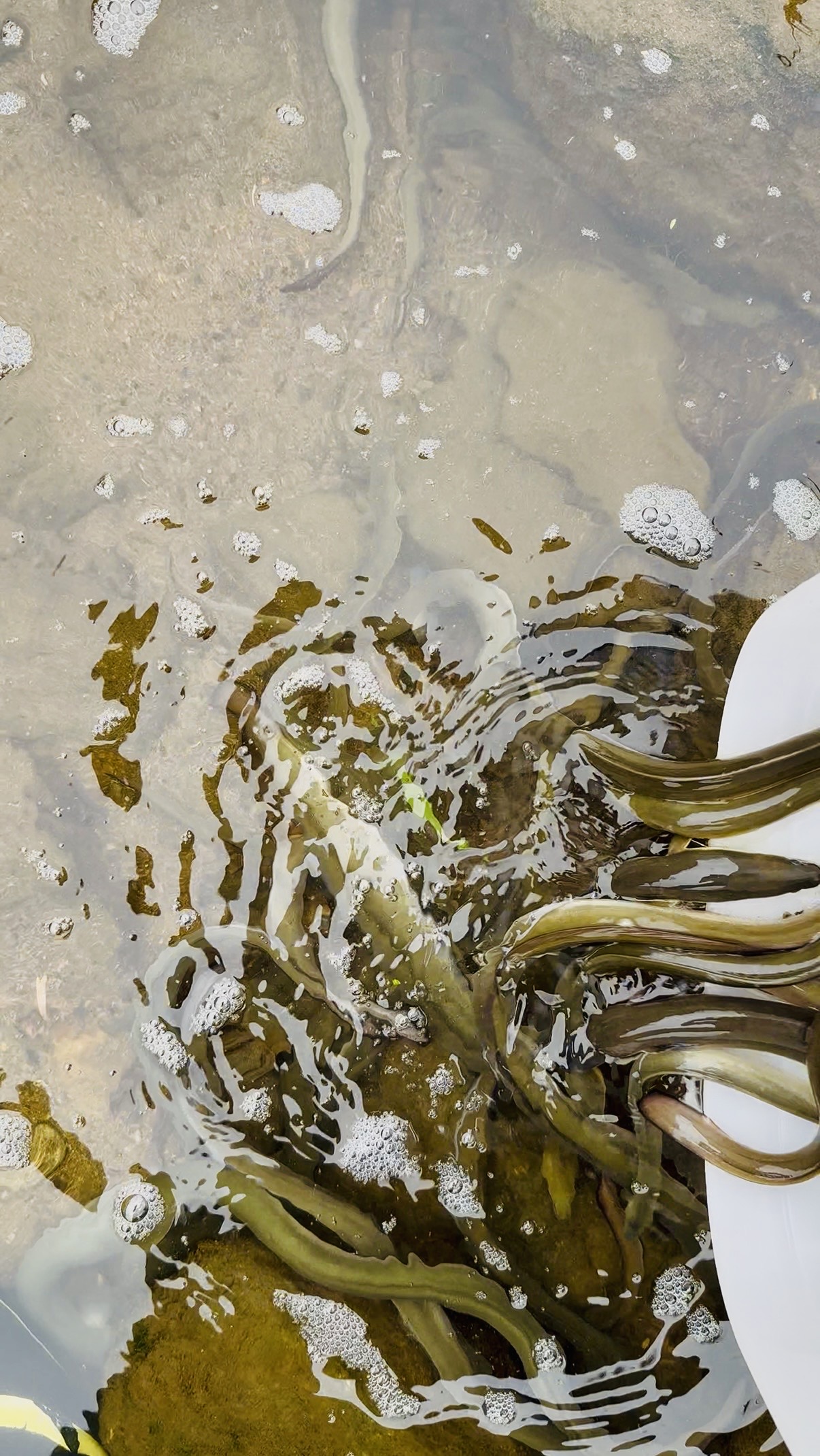 天然うなぎ,天然鰻.山口県,ウナギ